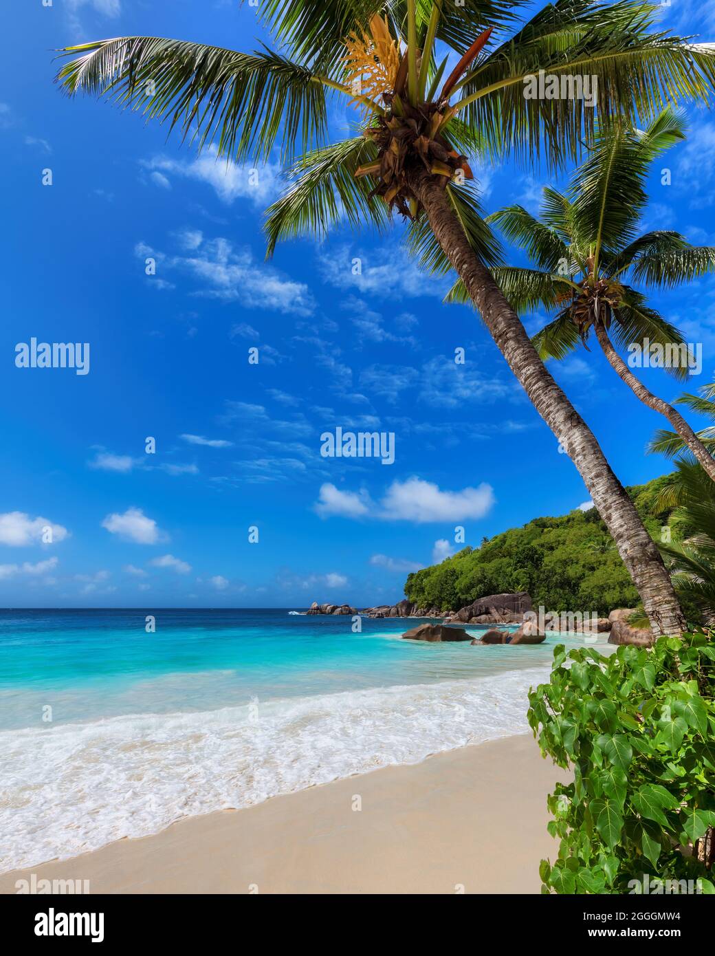Wunderschöner tropischer Strand, Palmen und Meer Stockfoto