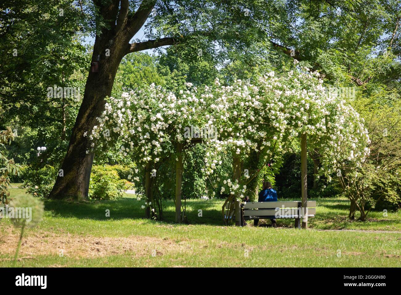 Einzelperson auf einer Bank, Westfalenpark Dortmund Stockfoto