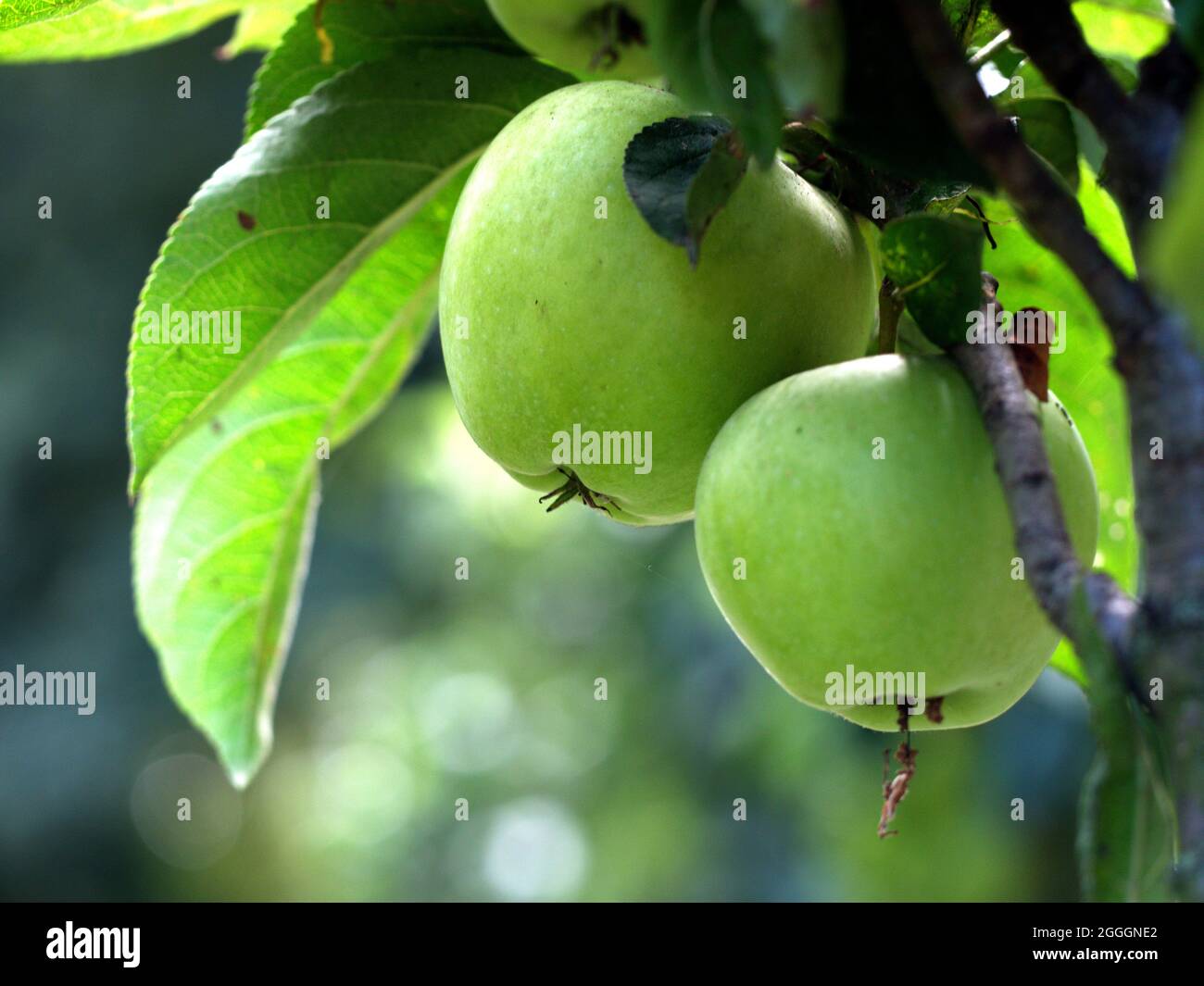 Unreife Äpfel auf dem Baum. Stockfoto