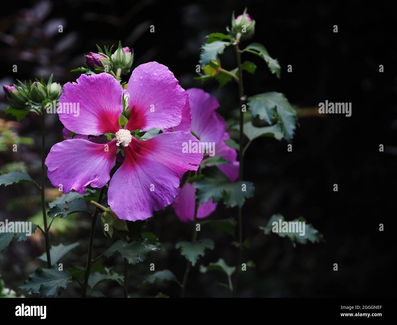 Blüten und Knospen einer Alcea Stockfoto