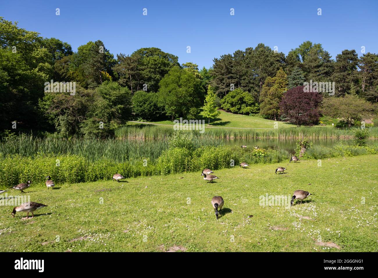Herde kanadagänse, die im Westfalenpark, Dortmund, fressen Stockfoto