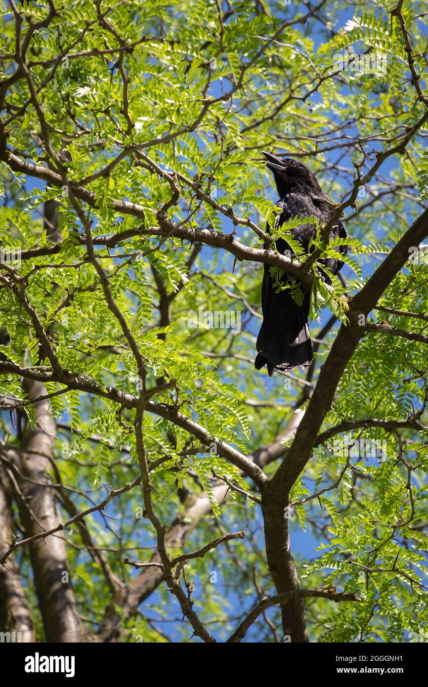 Rabe in einem Baum, Deutschland Stockfoto