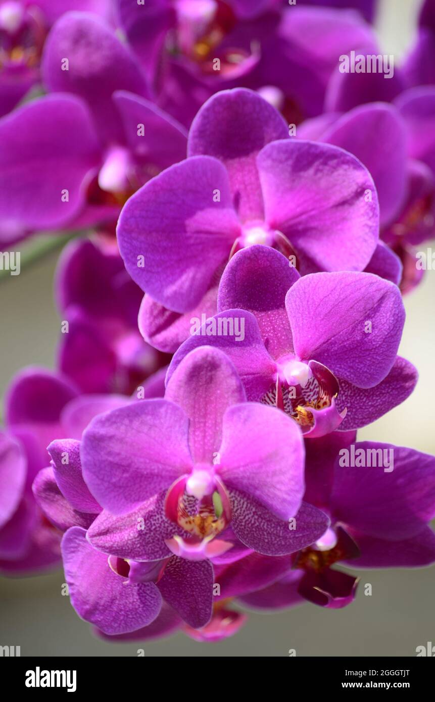 orchidee in fiore Stockfoto