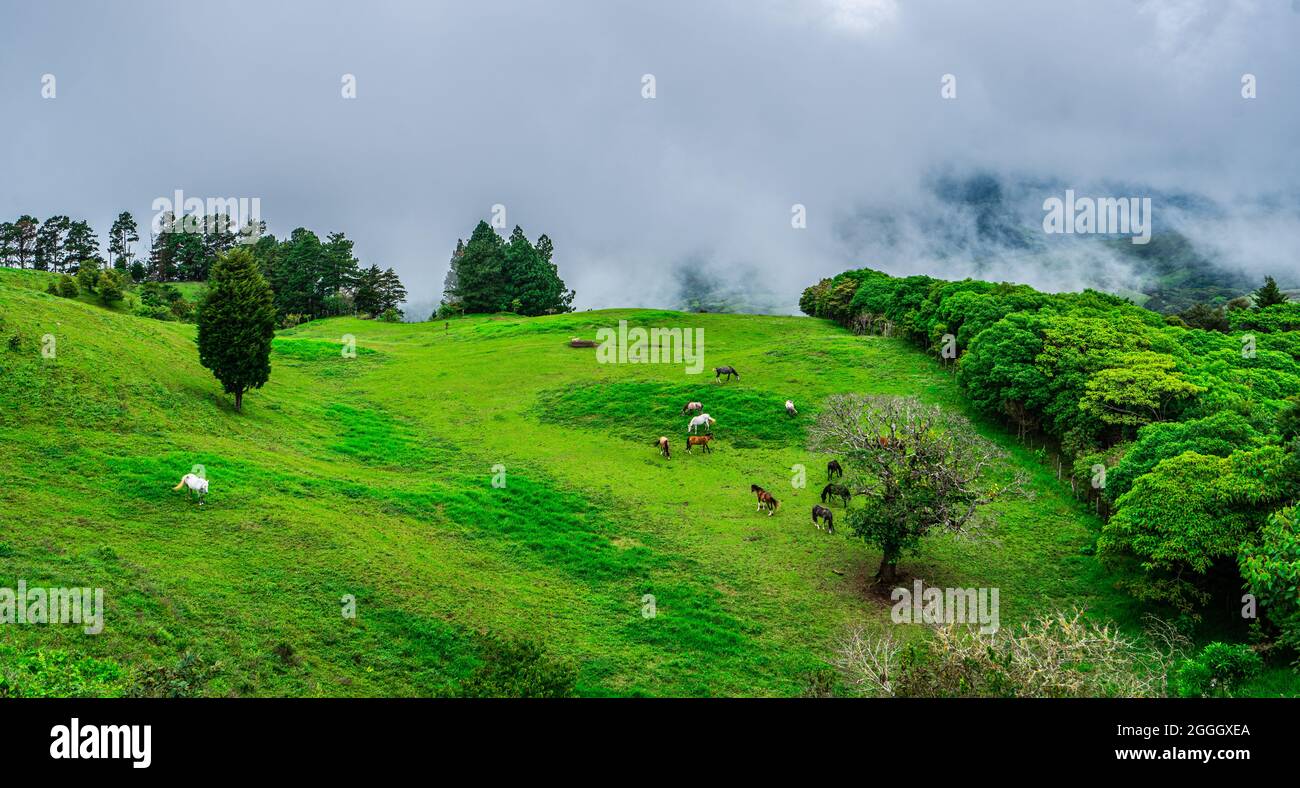 Pferde grasen auf einer schönen grünen Wiese im ländlichen Costa Rica. Ausrichtung im Querformat. Stockfoto