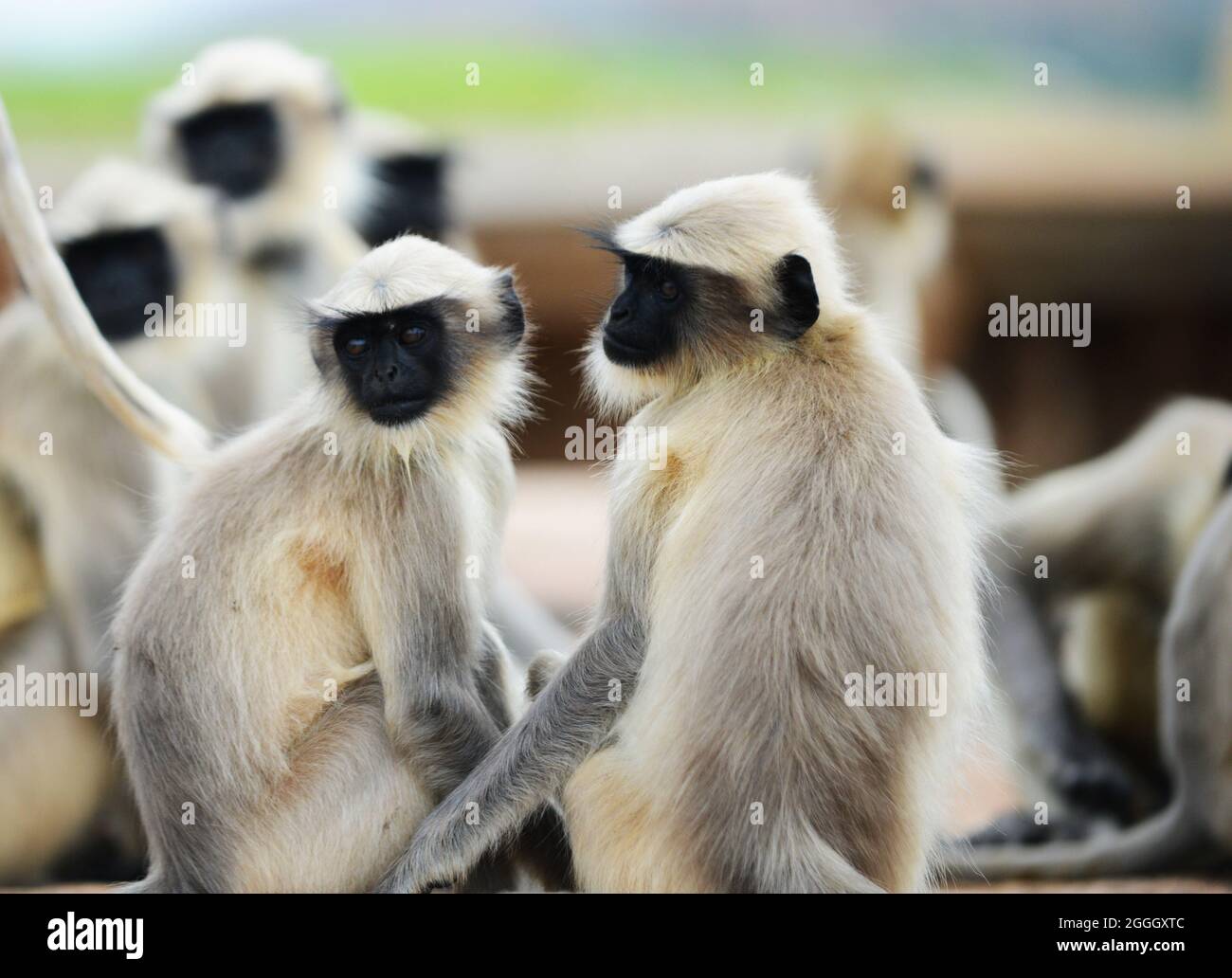 Langur-Affen in Hampi, Karnataka, Indien. Stockfoto