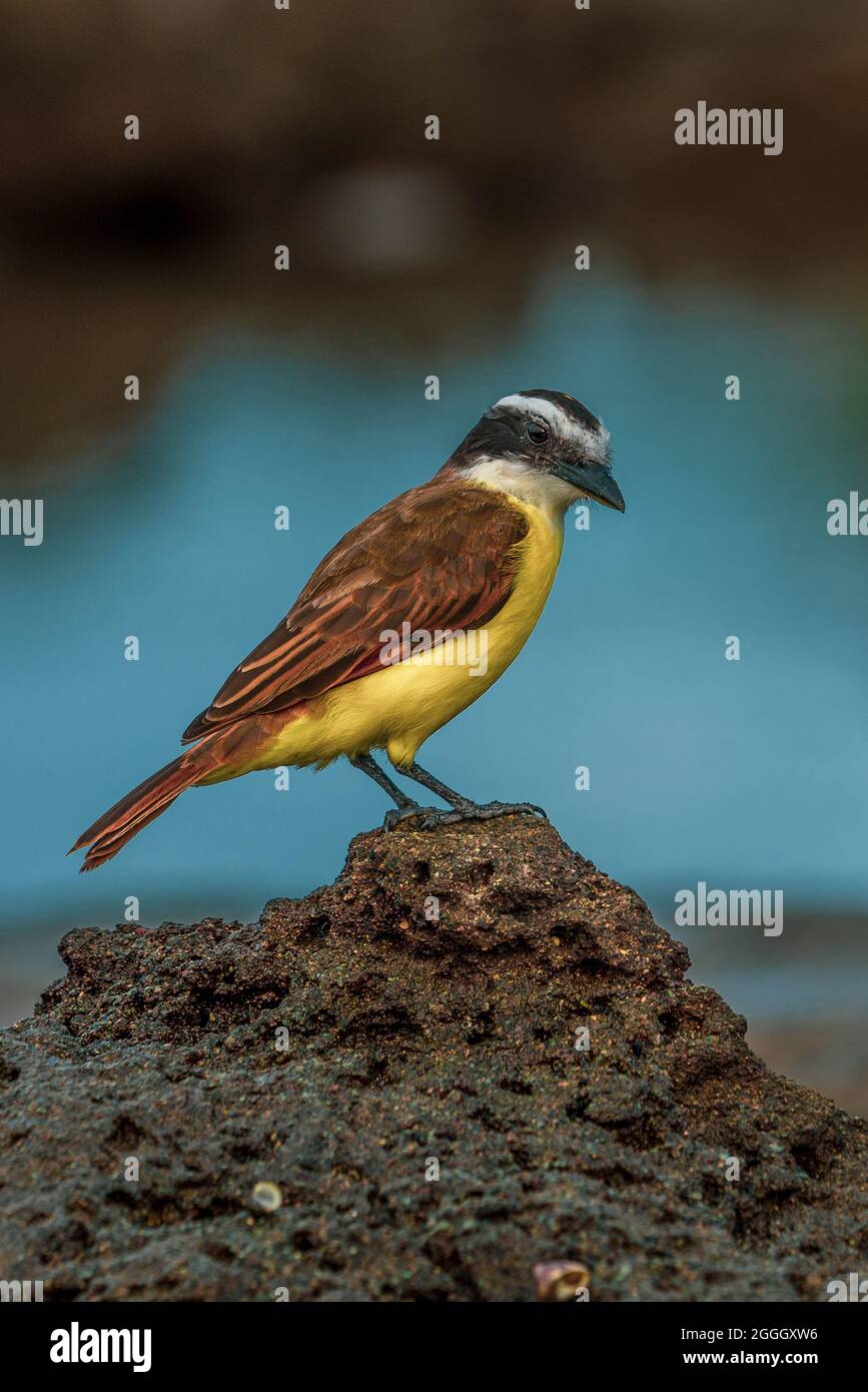 Goldbauchschnäpper (Myiodynastes hemithrysus), der auf einer vulkanischen Gesteinsformation an der Pazifikküste von Costa Rica ruht Stockfoto