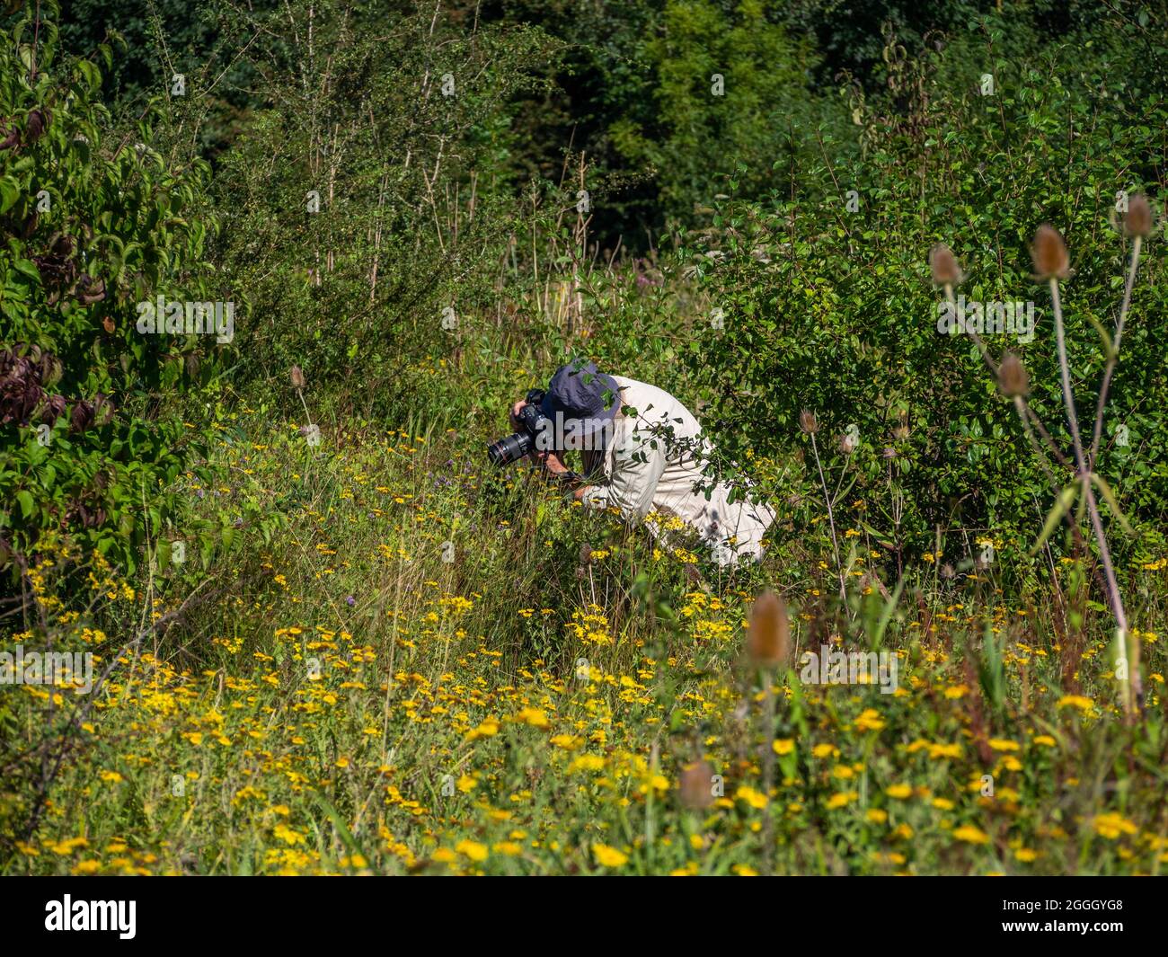 Summer Leys, ehemalige Kiesgruben, jetzt ein Naturschutzgebiet im Besitz des örtlichen Wildlife Trust; Northamptonshire, Großbritannien; Fotografin, die Naturaufnahmen gemacht hat Stockfoto