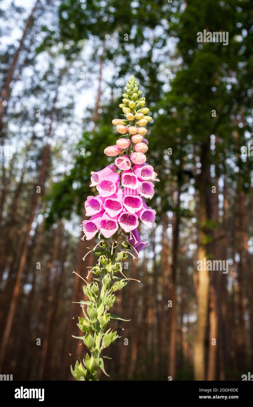Fingerhut-Pflanze blüht vor dem Wald mit viel Tageslicht Stockfoto