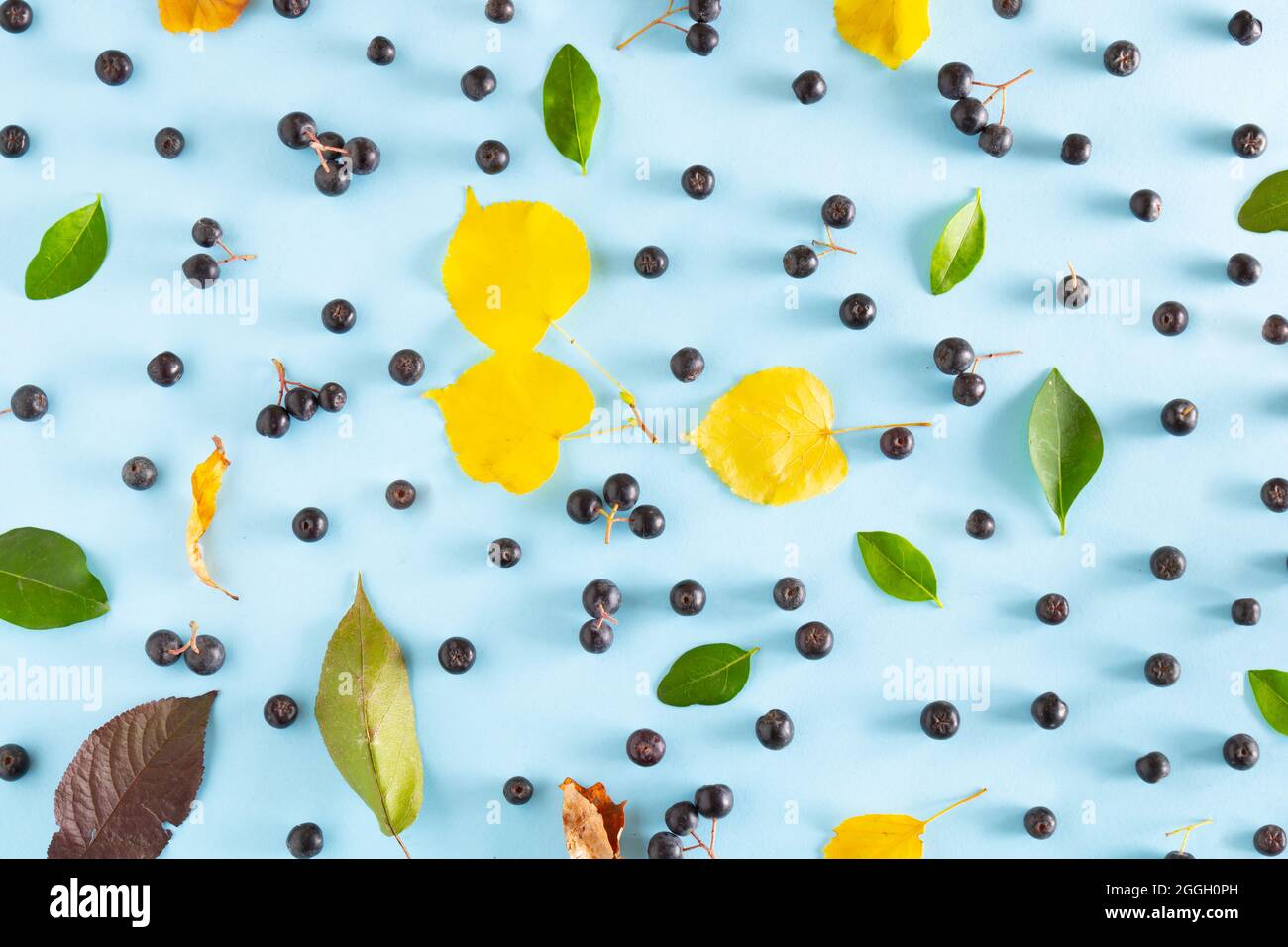 Aronia, gelbes und grünes Blatt mit einem weichen Farbton auf pastellblauem Hintergrund. Minimales Sommerkonzept von Obst und Herbstprodukten zusammen. Stockfoto