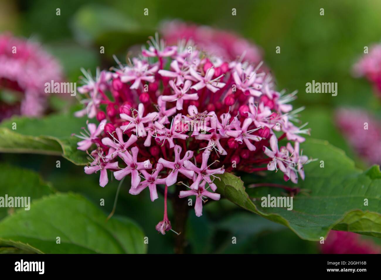 Nahaufnahme der blühenden mexikanischen Hortensien (clerodendrum Bungei) Stockfoto