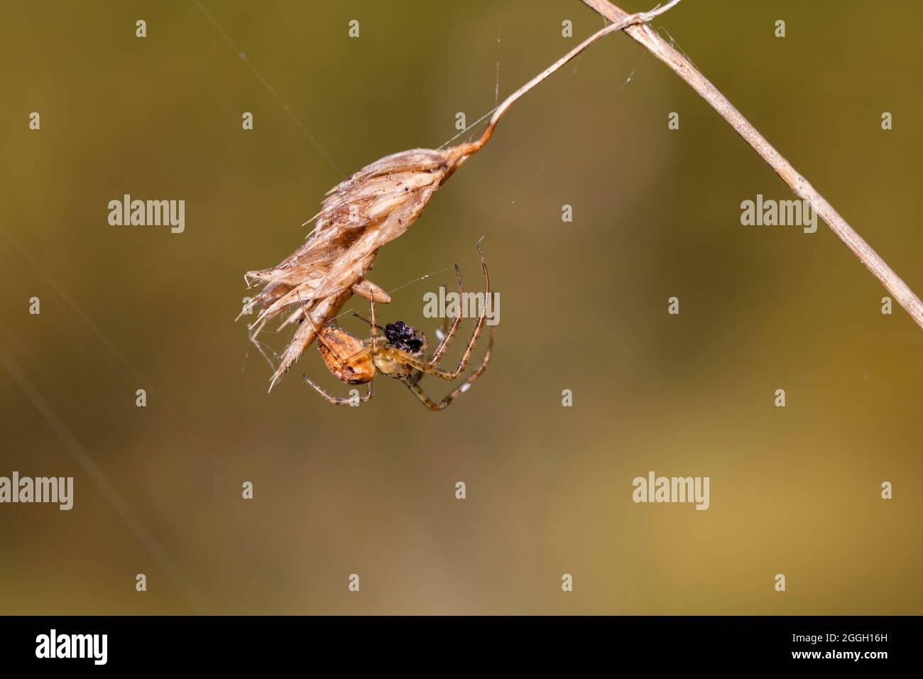 Orb-Webspinne (Familie Araneidae), Sidwood, Kielder Forest, Northumberland National Park, Großbritannien Stockfoto