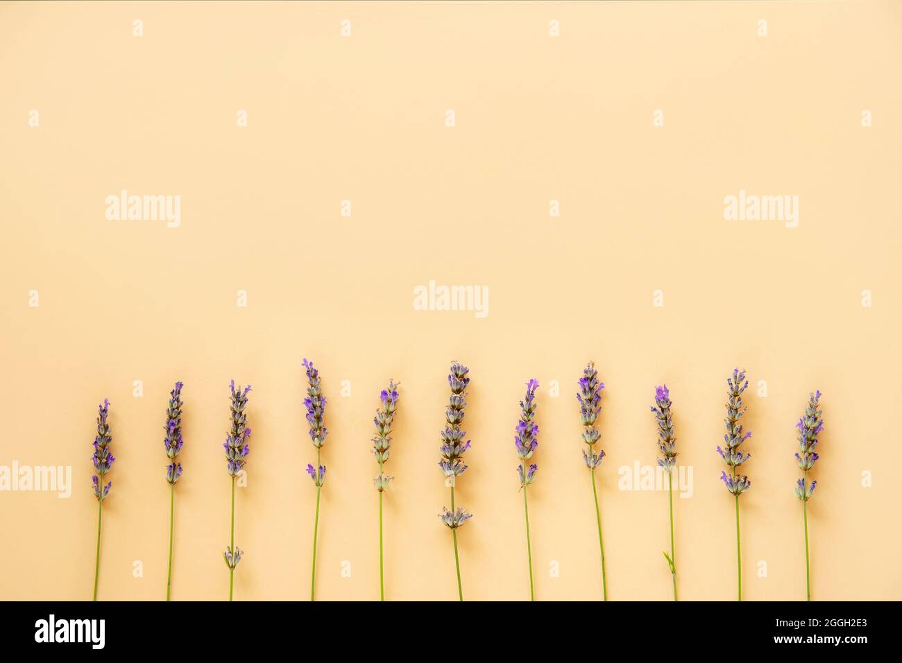 Lavendelblüten in einer ordentlichen Reihe auf pastellorangefarbenem Hintergrund. Flach liegend, Kopierplatz. Stockfoto