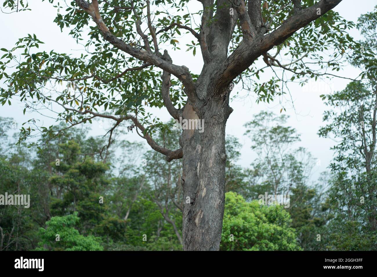 Gewöhnlicher Baum Stockfoto