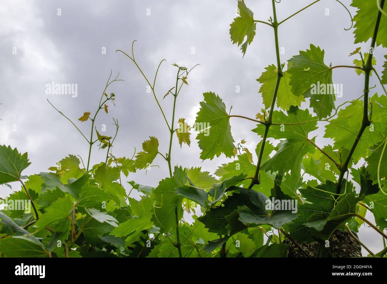 Vitis vinifera Weinreben kultiviert in der Herstellung Bauernhof Weinberg grünen Laub Stockfoto