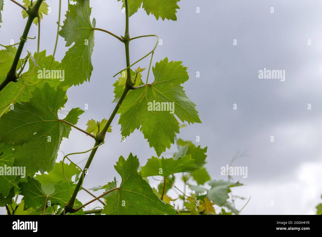 Vitis vinifera Weinrebe kultiviert in der Herstellung Bauernhof Weinberg grünen Laub Stockfoto