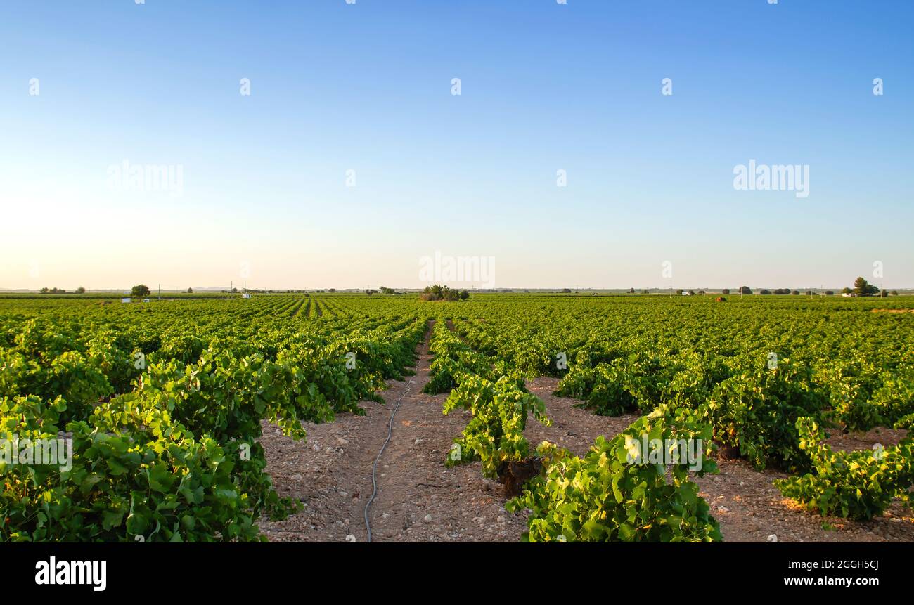 Weinberg mit Tropfbewässerungssystem in La Mancha, Spanien Stockfoto