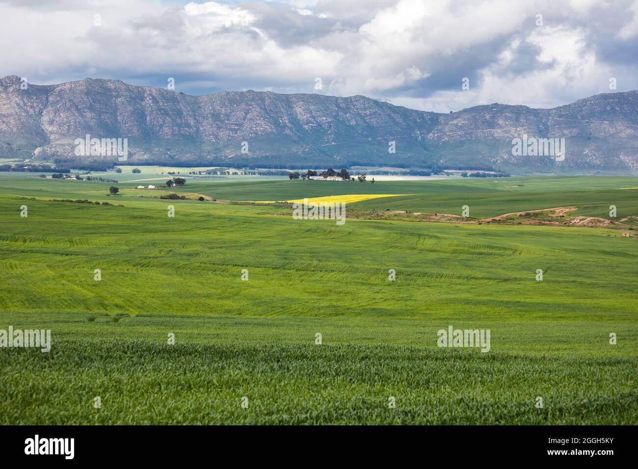 Große, tiefgrüne Weizenfelder, die sich weit erstrecken, mit wolkenblauem Himmel und einem leuchtend gelben Rapsfeld, das in der Ferne sichtbar ist Stockfoto