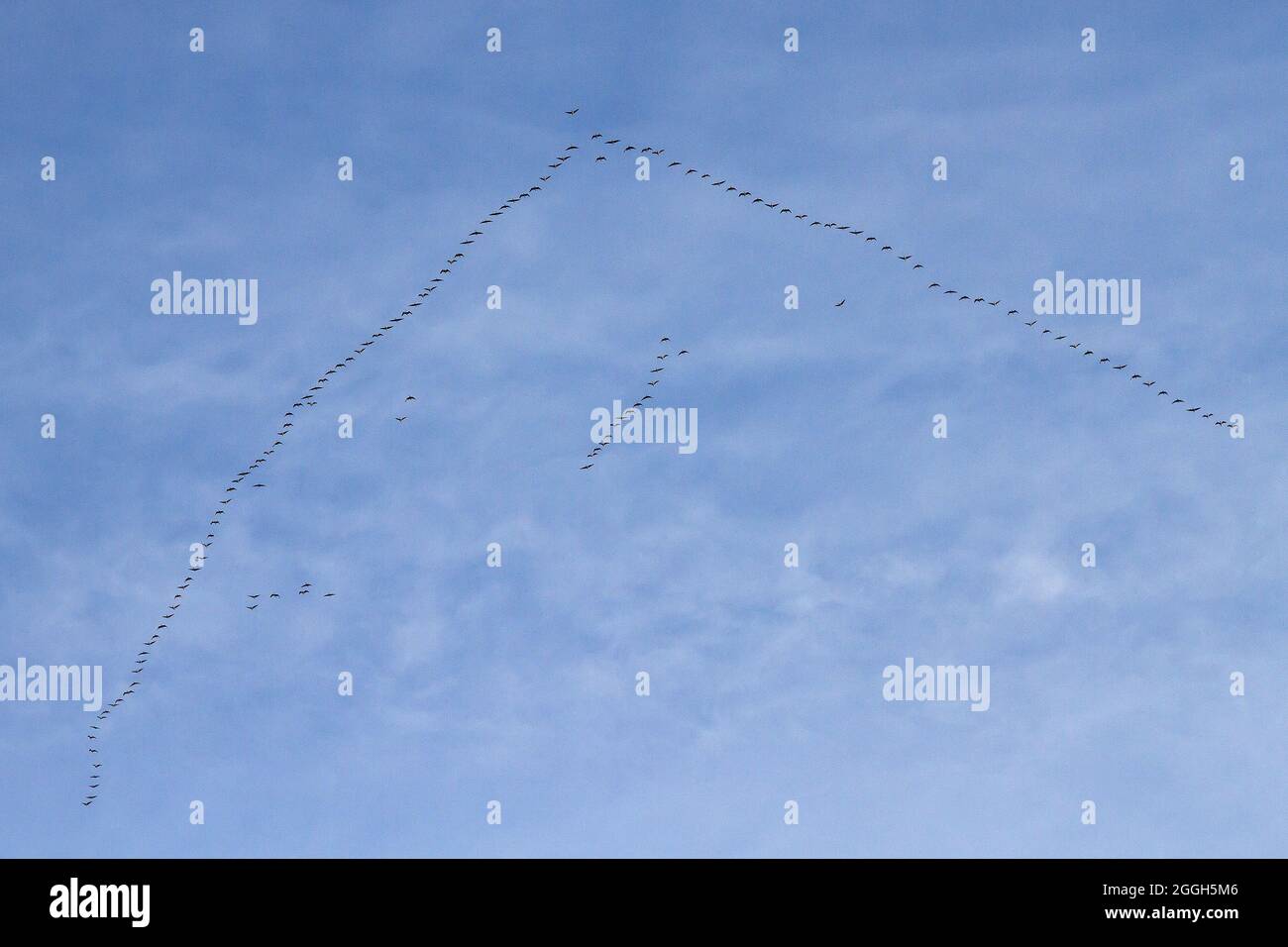 Herde Gänse fliegen in einem V Stockfoto