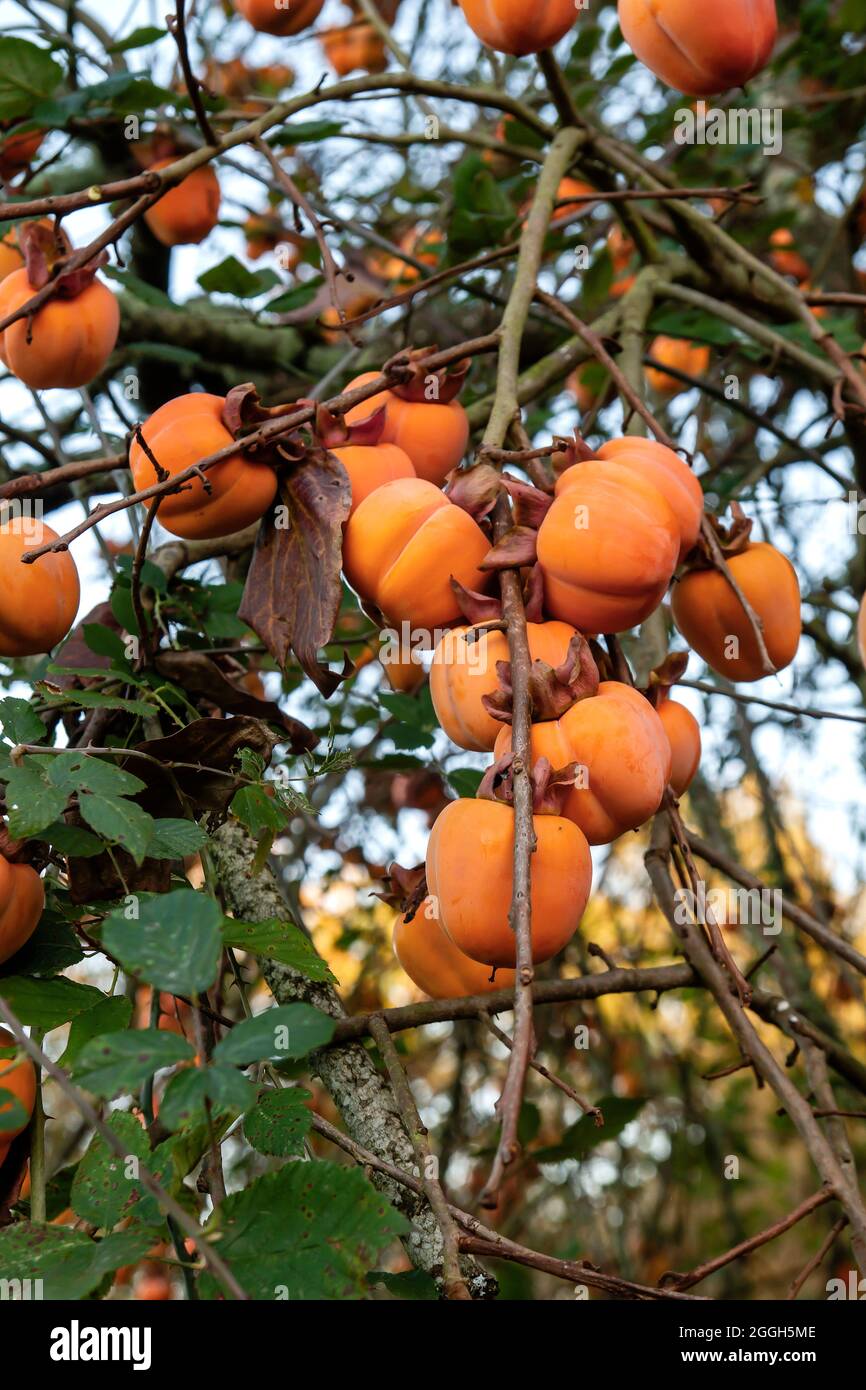 Diospyros Kaki Baum beladen mit reifen Früchten aus Kaki Stockfotografie -  Alamy