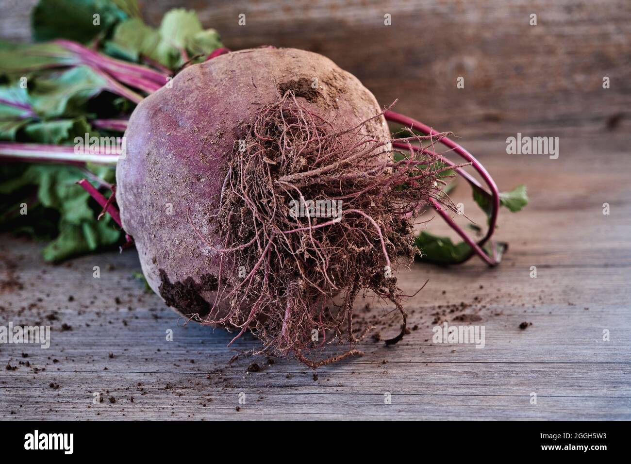 Gartenrüben-Beta-Vulgaren mit roten Stielen und grünen Blättern Stockfoto