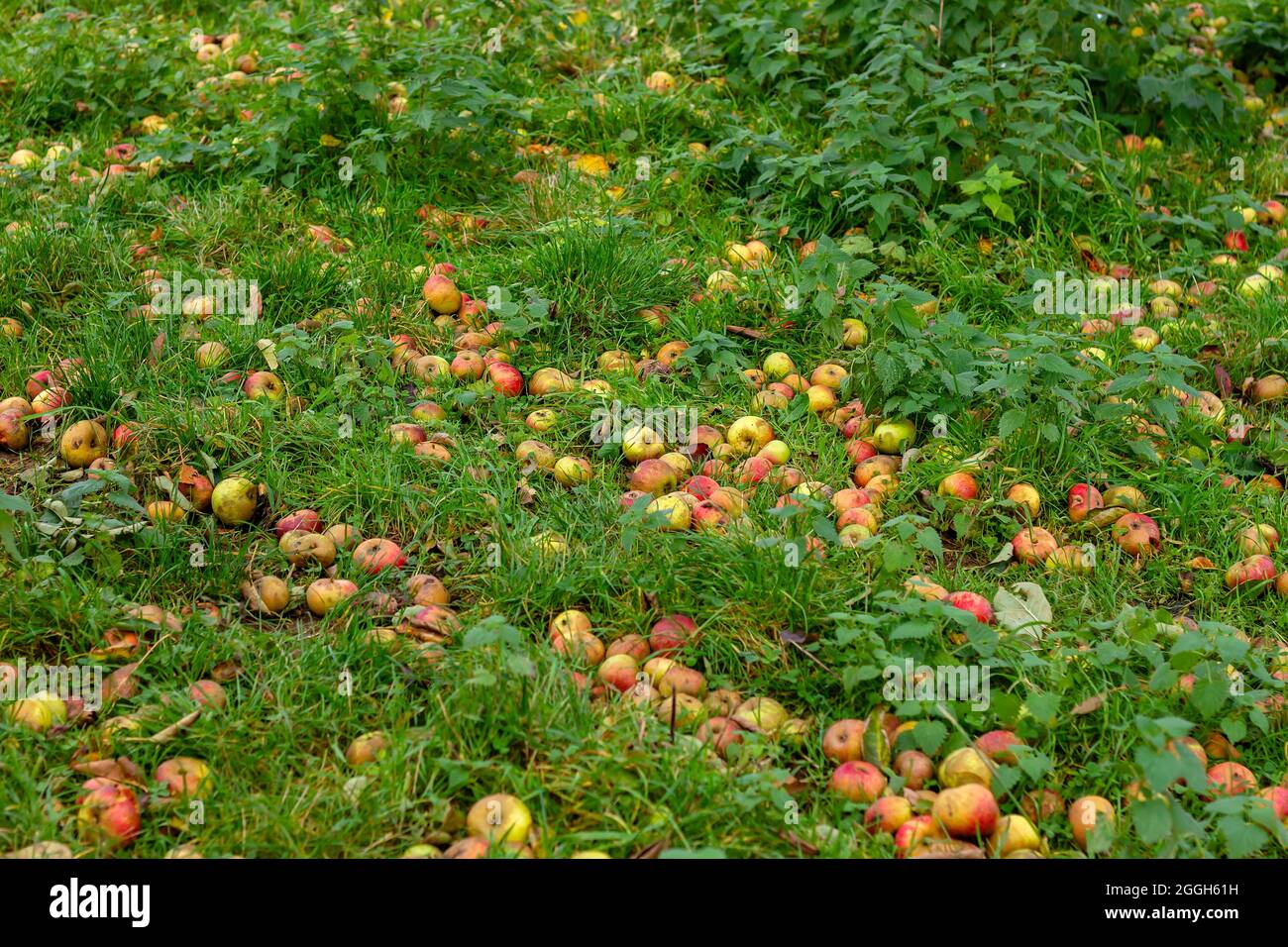 Malus domestica Apfelbäume fielen reife Früchte auf das frische grüne Gras Stockfoto