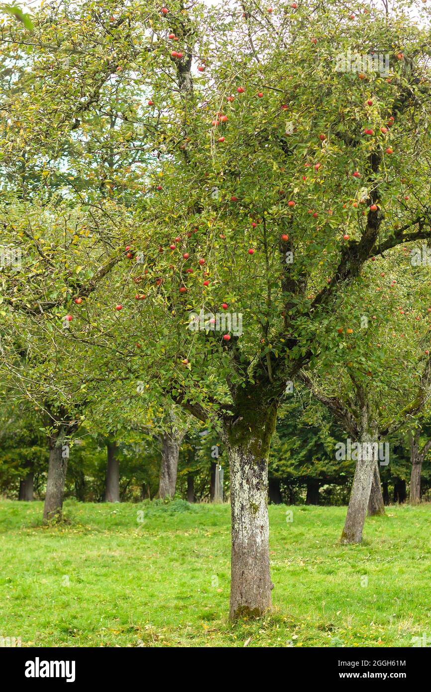 Apfelbäume von Malus domestica Obstgarten mit reifen roten Äpfeln in der Erntezeit Stockfoto