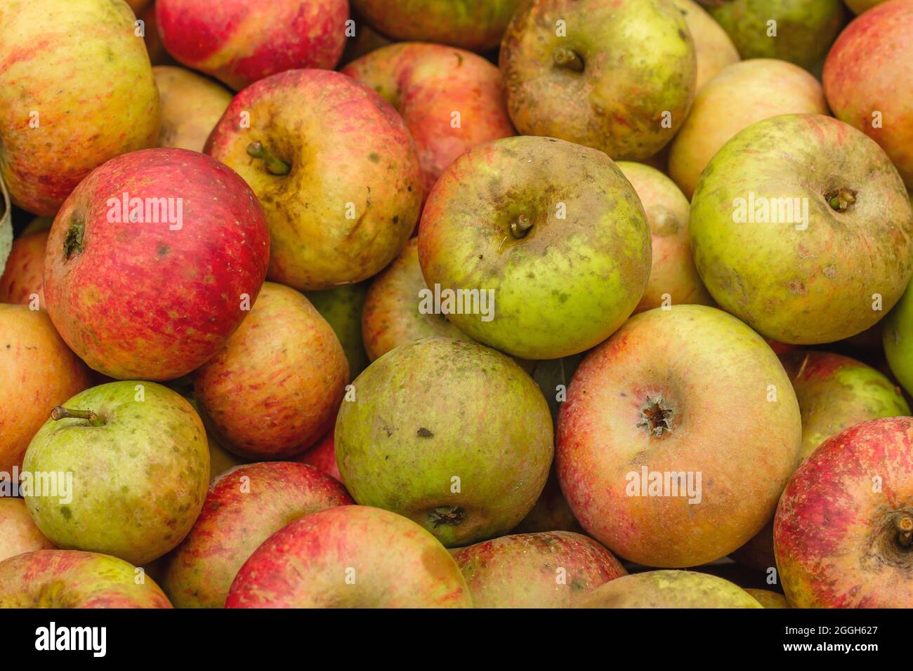 Rote, gelbe und grüne reife frische Äpfel auf einem Stapel nach der Ernte Stockfoto