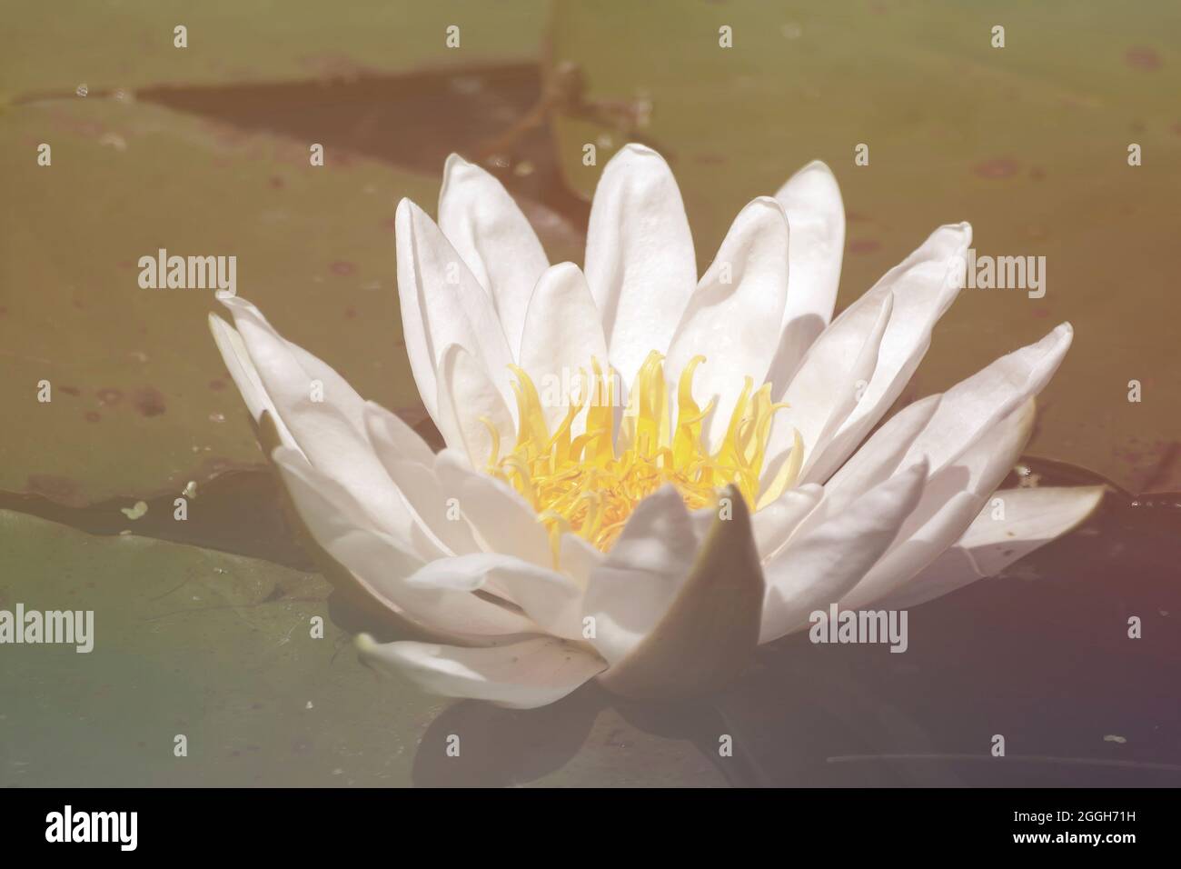 Nymphaea alba bekannt als die europäische weiße Seerose weiße schwimmende Blume Stockfoto