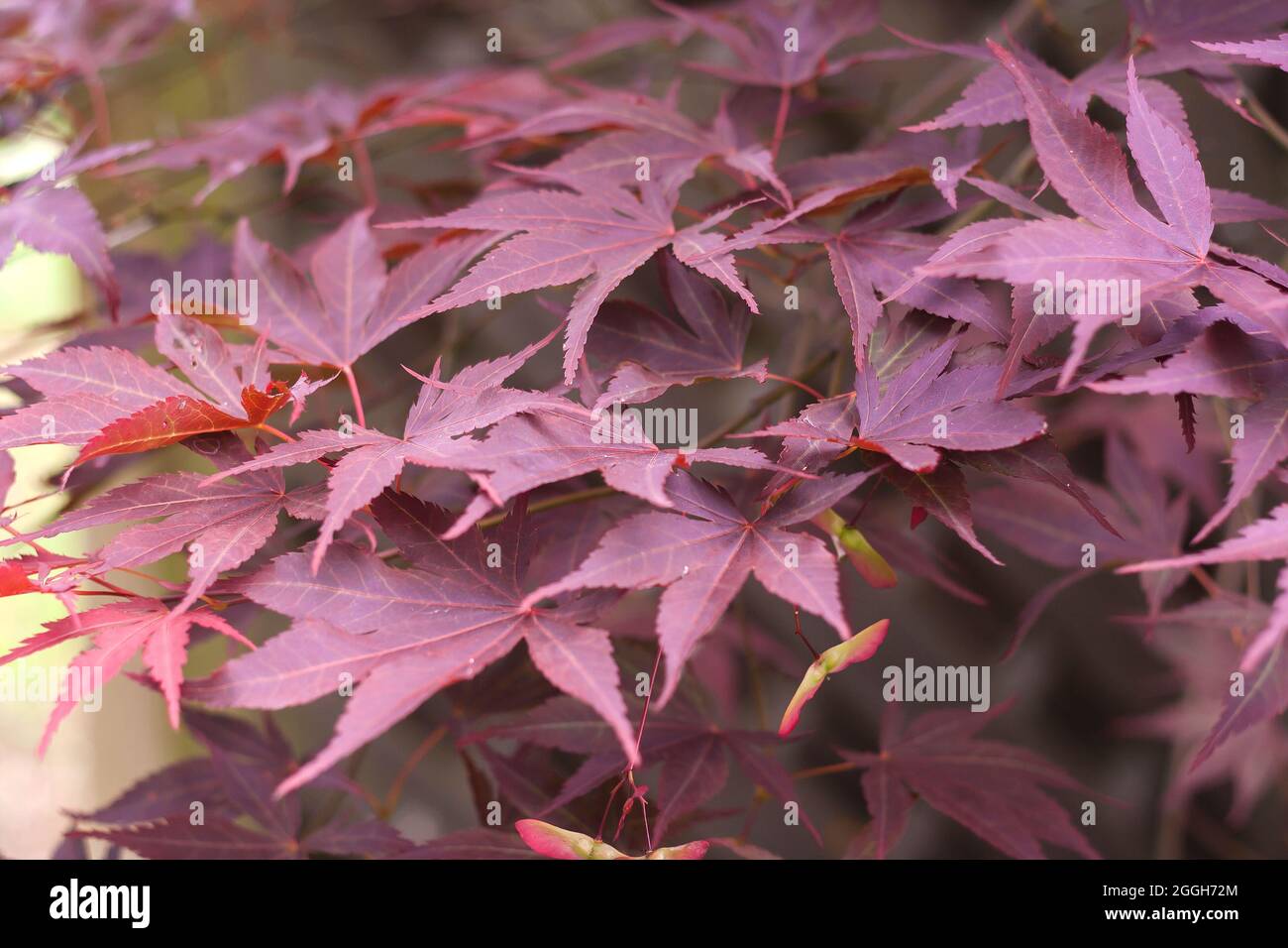 Acer palmatum japanischer Ahornbaum rot purpurfarbenes Laub mit samaras, selektiver Fokus Stockfoto