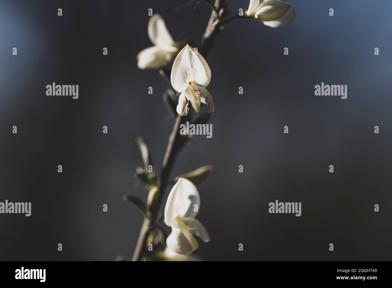 Cytisus multiflorus weißer Besen erbsenartige Blüten Stockfoto