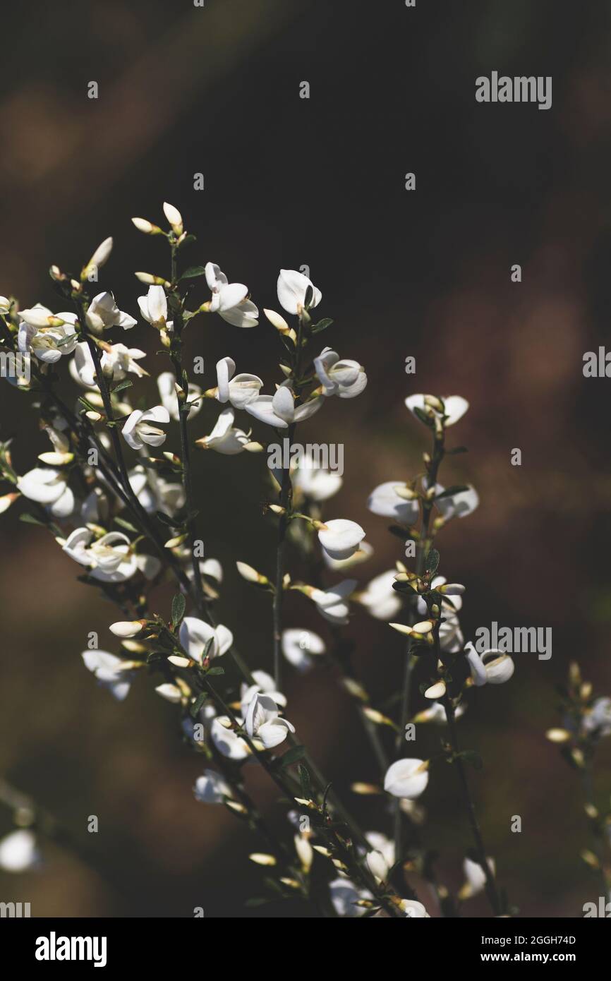 Cytisus multiflorus weißer Besen erbsenartige Blüten Stockfoto