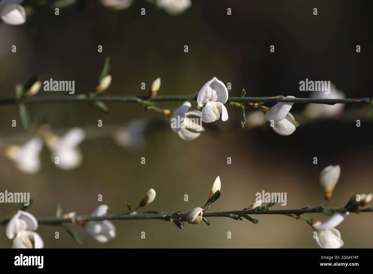 Cytisus multiflorus weißer Besen erbsenartige Blüten Stockfoto
