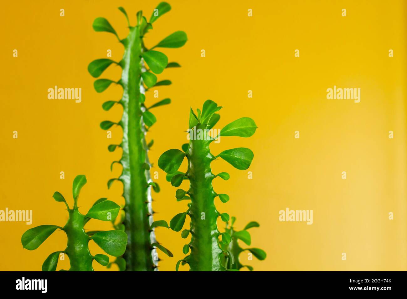 Phribia trigona, afrikanischer Milchbaum grün saftige Pflanze Detail mit gelbem Hintergrund copy space Stockfoto