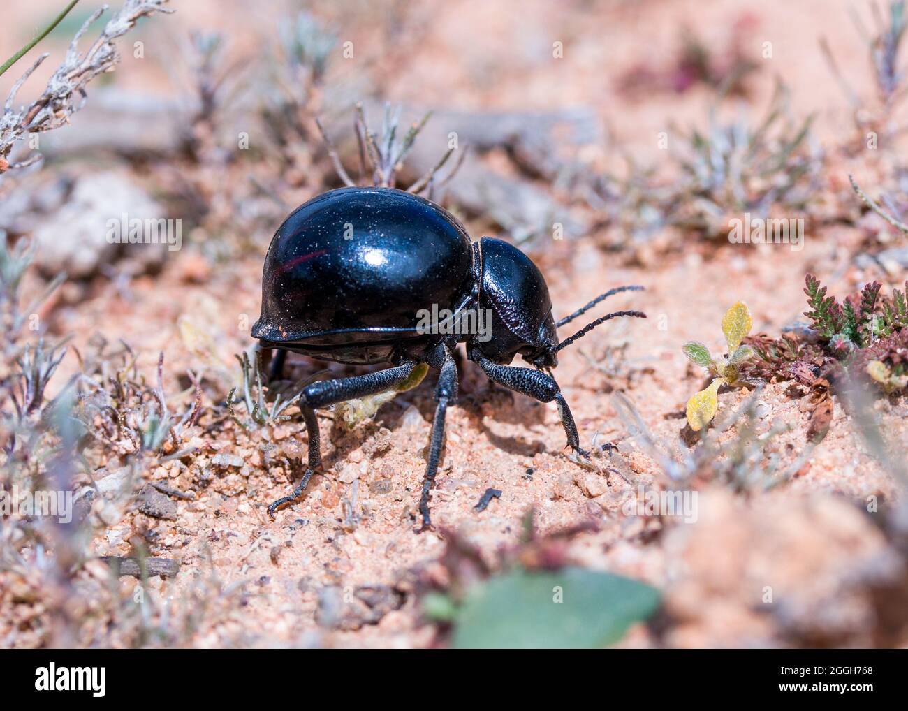Ein Toktok-Käfer von der Seite, aufgenommen in der Namaqua-Wüste (Psammodes) Stockfoto