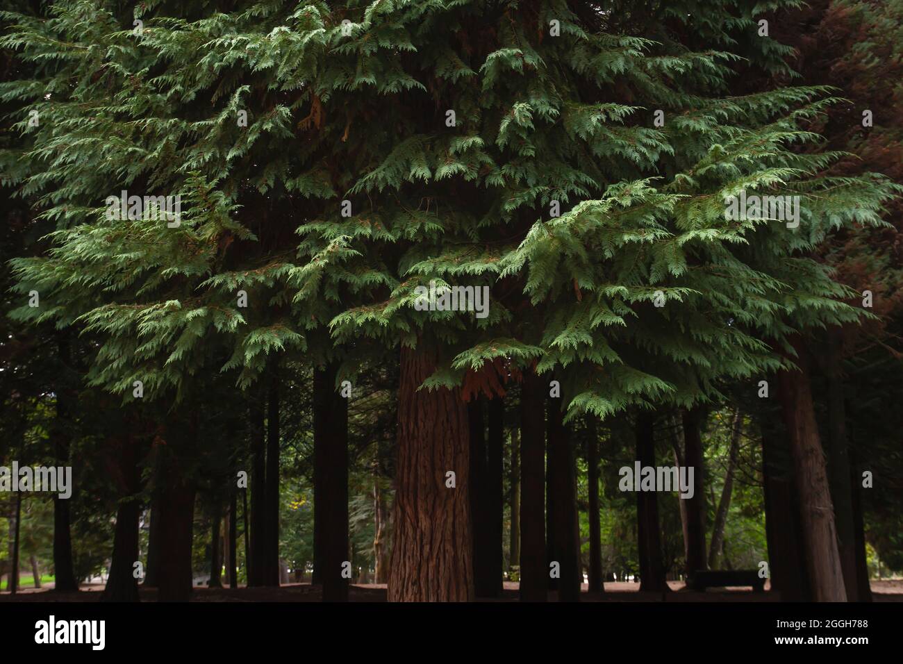 Thuja occidentalis weiße Zeder immergrüne Nadelbäume Stockfoto