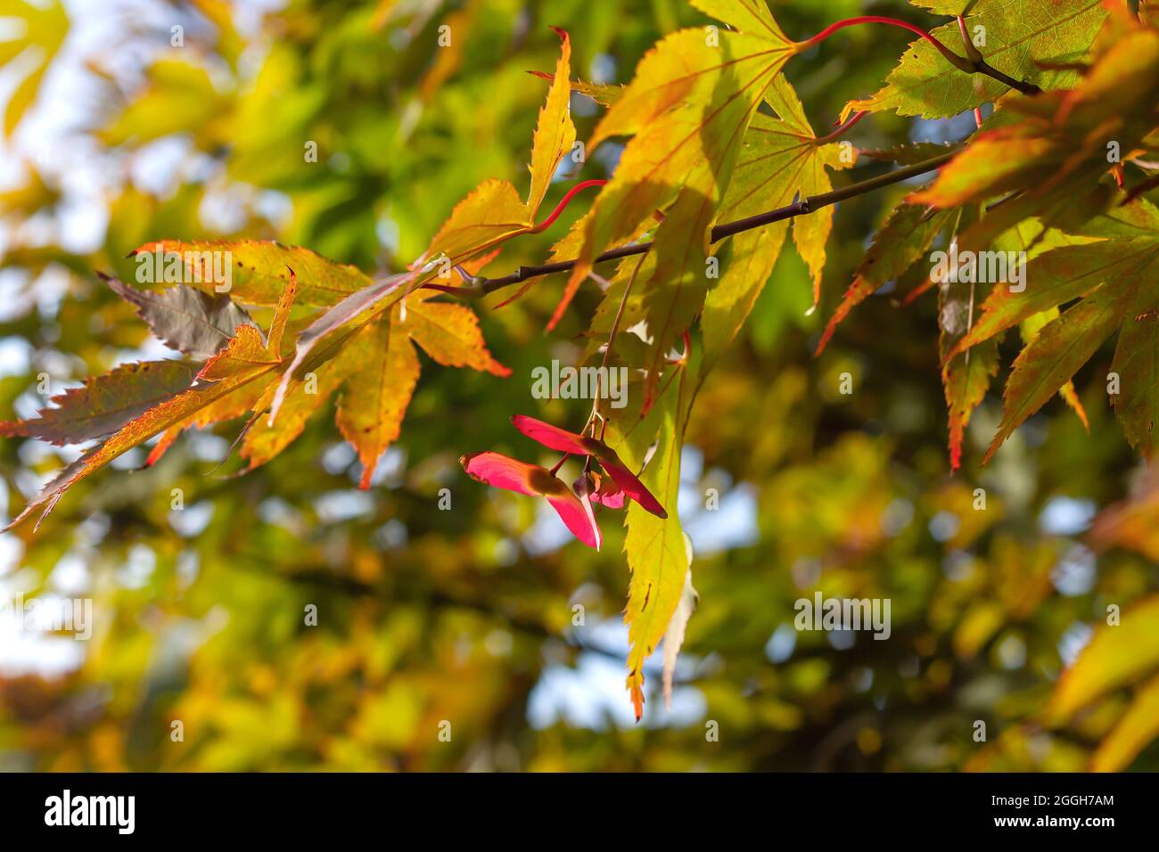 Acer palmatum japanischer Ahornbaum Herbstlaub mit samaras Stockfoto