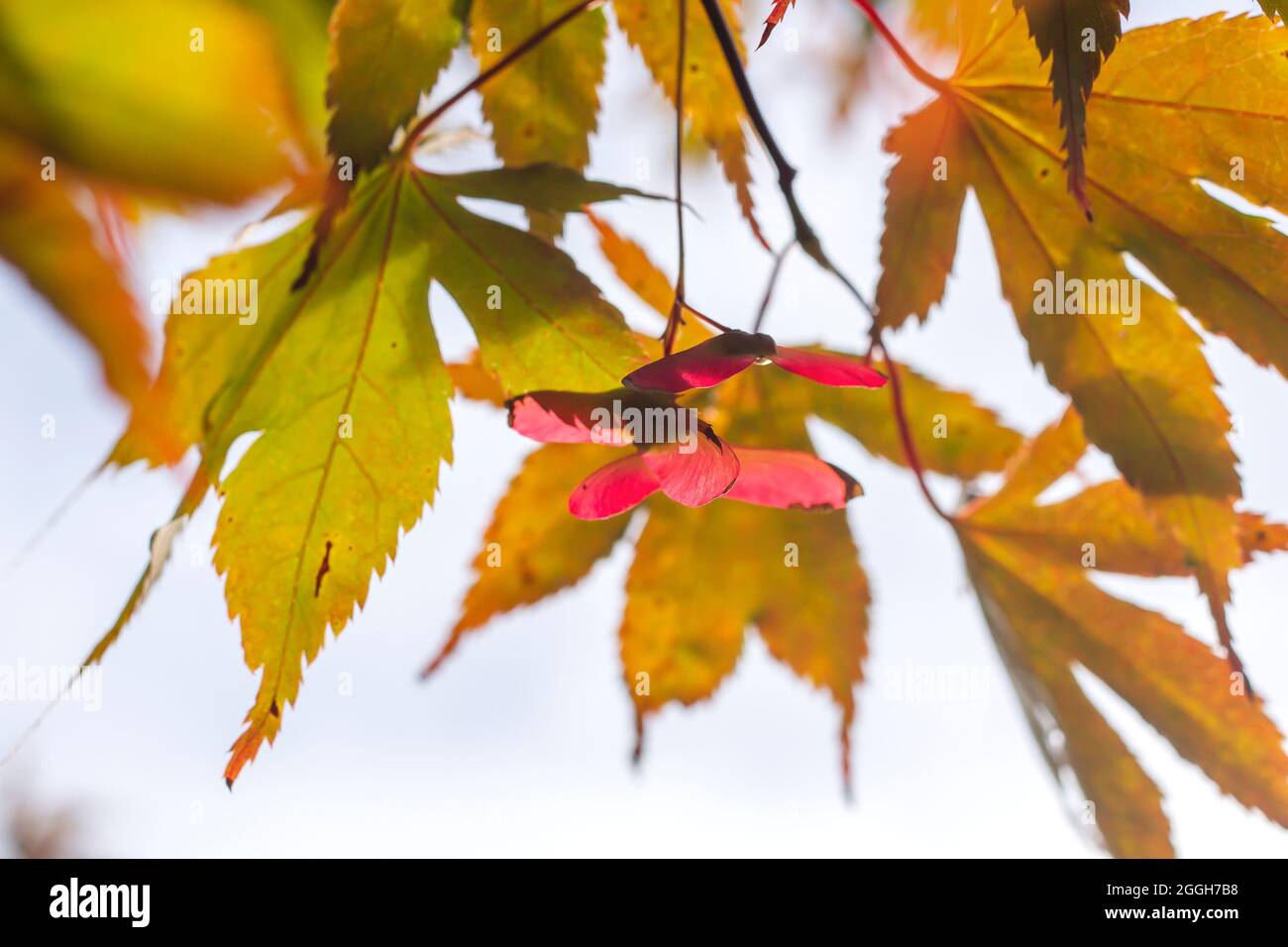 Acer palmatum japanischer Ahornbaum Herbstlaub mit samaras Stockfoto