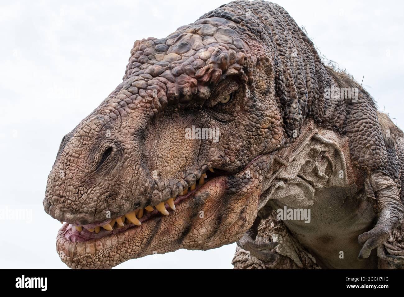 GÖTEBORG, SCHWEDEN - 13. August 2021: Ein Foto, das bei der Ausstellung Megalodon Creations in Heden, Schweden, aufgenommen wurde und prähistorische Tiere zeigt Stockfoto