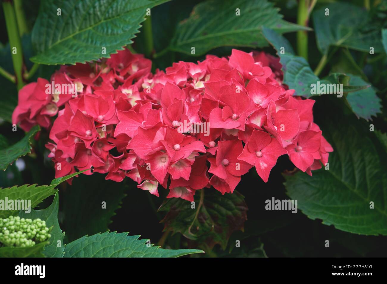 Hortensia macrophylla hortensia blühende dunkelrote rosa Blüten Stockfoto