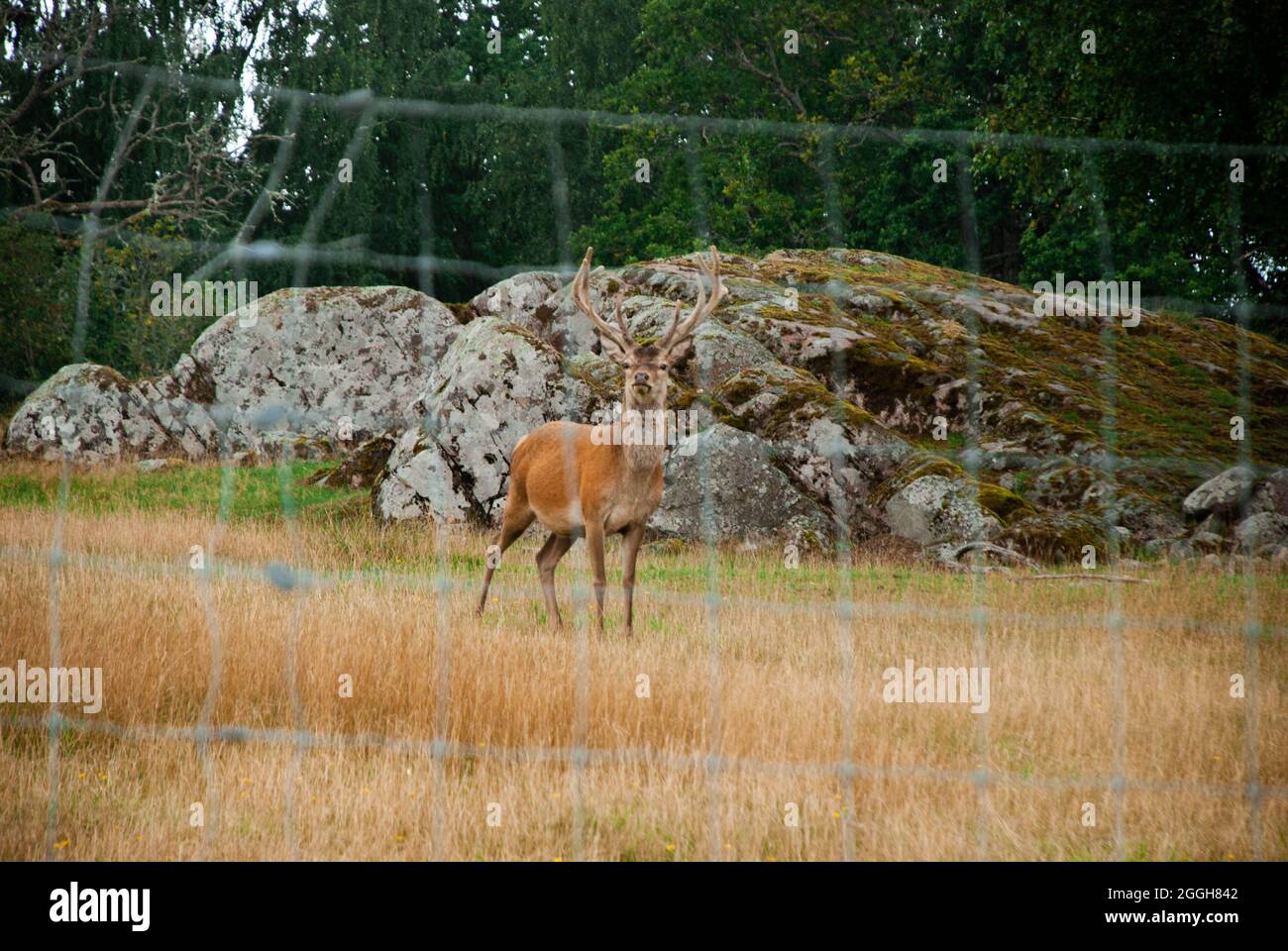 Hirsche in Östergötland, Schweden Stockfoto