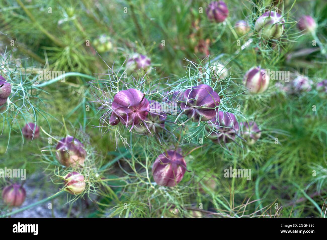 Nigella damascena, Love-in-a-Mist-Samenkapseln Stockfoto