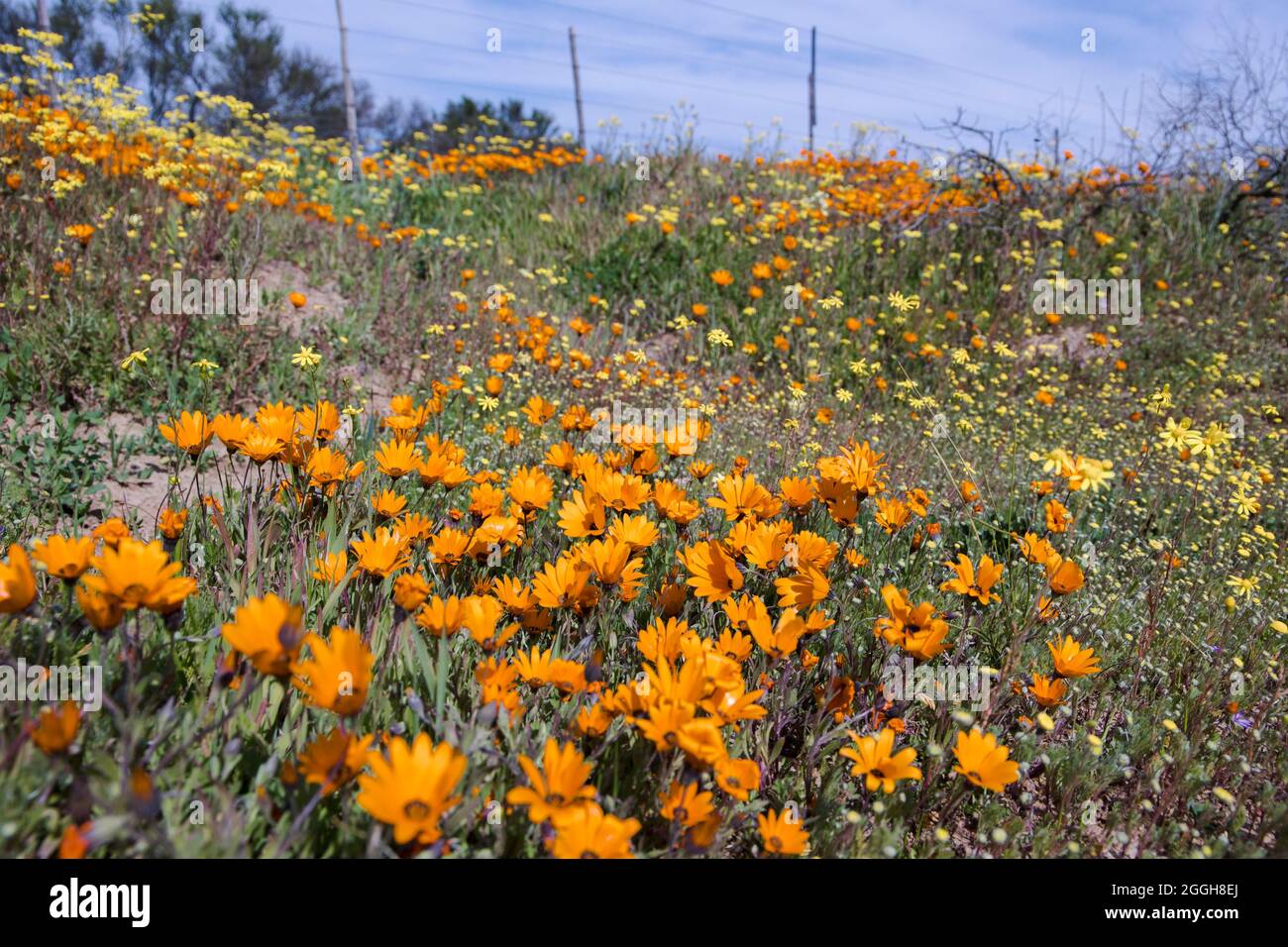 Orangefarbene Gänseblümchen und andere wilde Blumen wachsen am Straßenrand in der Region Namaqualand Stockfoto