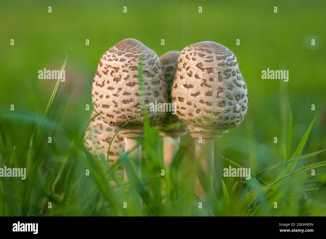 Sonnenschirmpilze wachsen oft in Gruppen, in Gras- oder Waldgebieten. Stockfoto