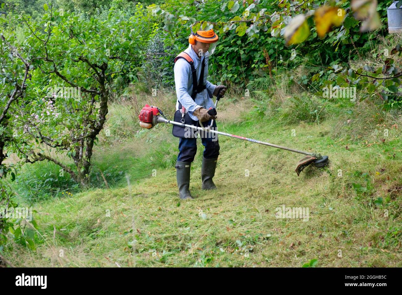 Asian Mann trägt Sicherheitsmaske mit Strimmer zu strim Schnitt mähen lange Wiese um Apfelbäume im Sommer Obstgarten August 2021 Wales UK KATHY DEWITT Stockfoto