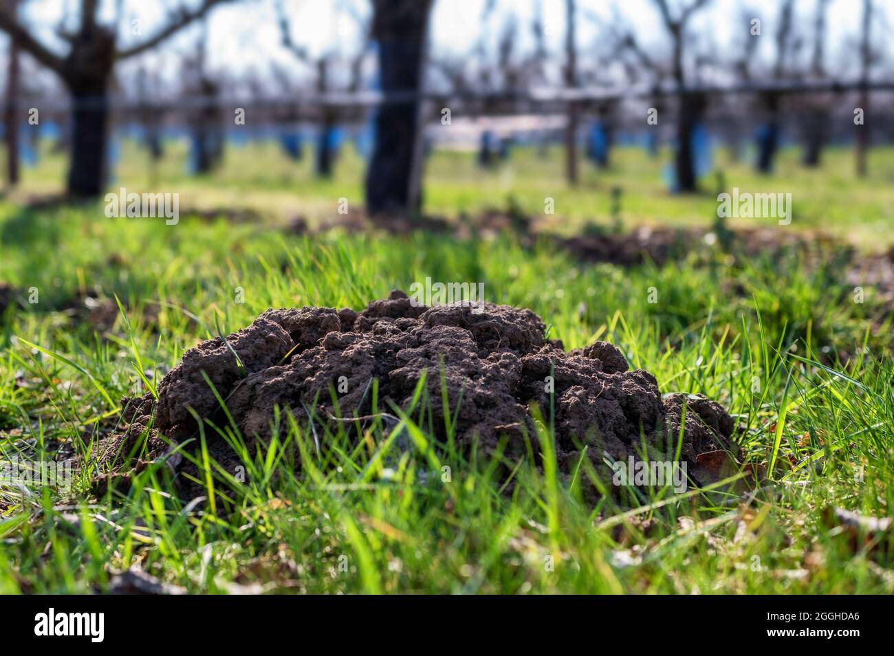 Maulwurffelungen auf einem Rasen als Ärgernis für Gärtner Stockfoto