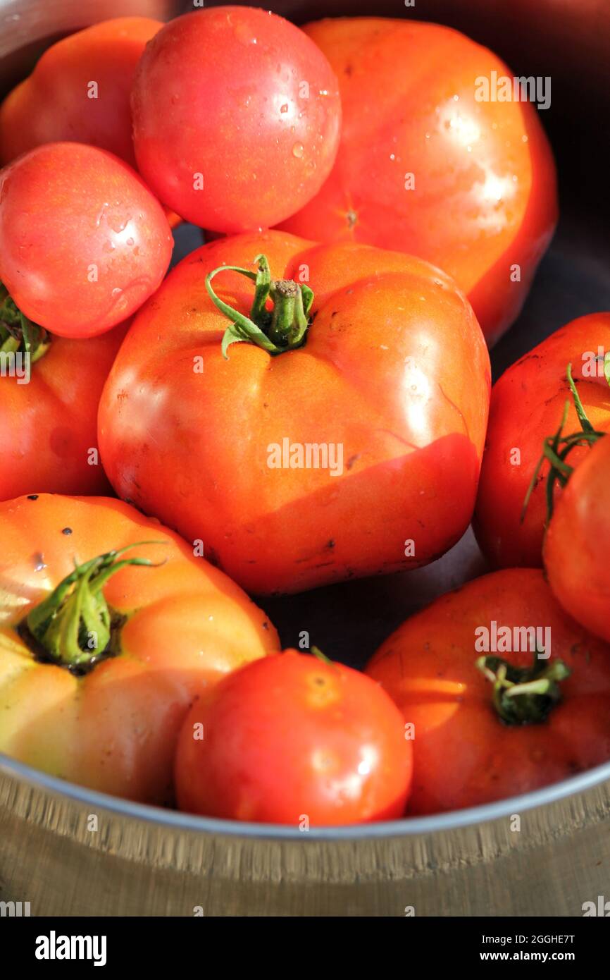 Leuchtend rote Sommertomaten, die auf dem grünen Gras liegen. Stockfoto
