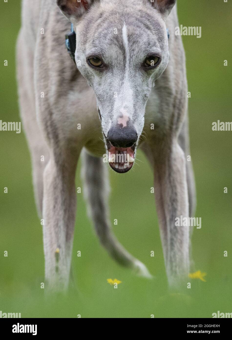 Whippet Hund trainieren in einem Garten. Stockfoto