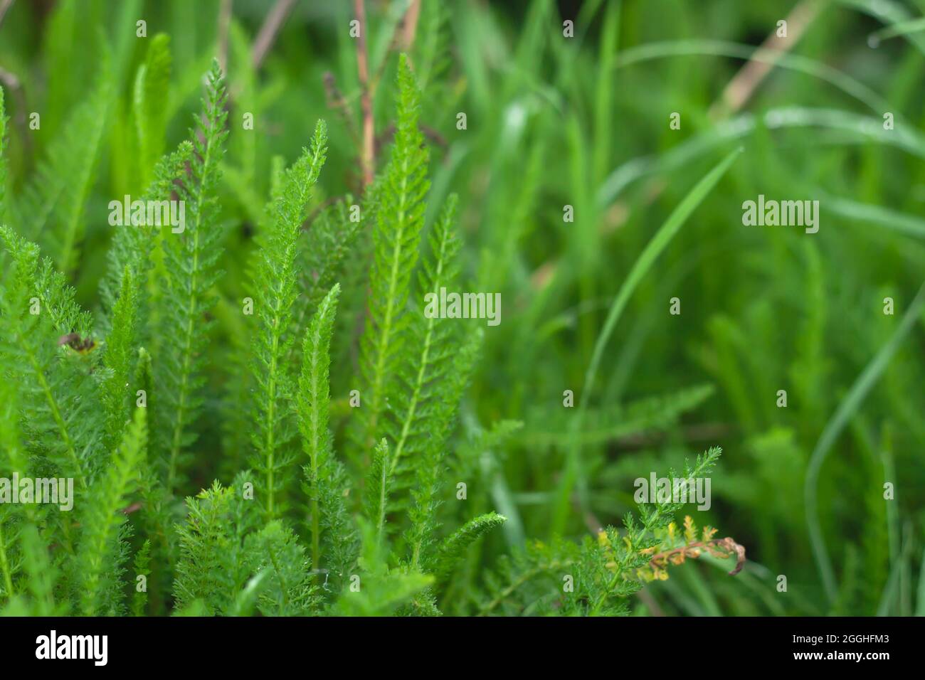 Frische grüne Gräser, Achillea millefolium gemeine Schafgarbe aus der Nähe Stockfoto