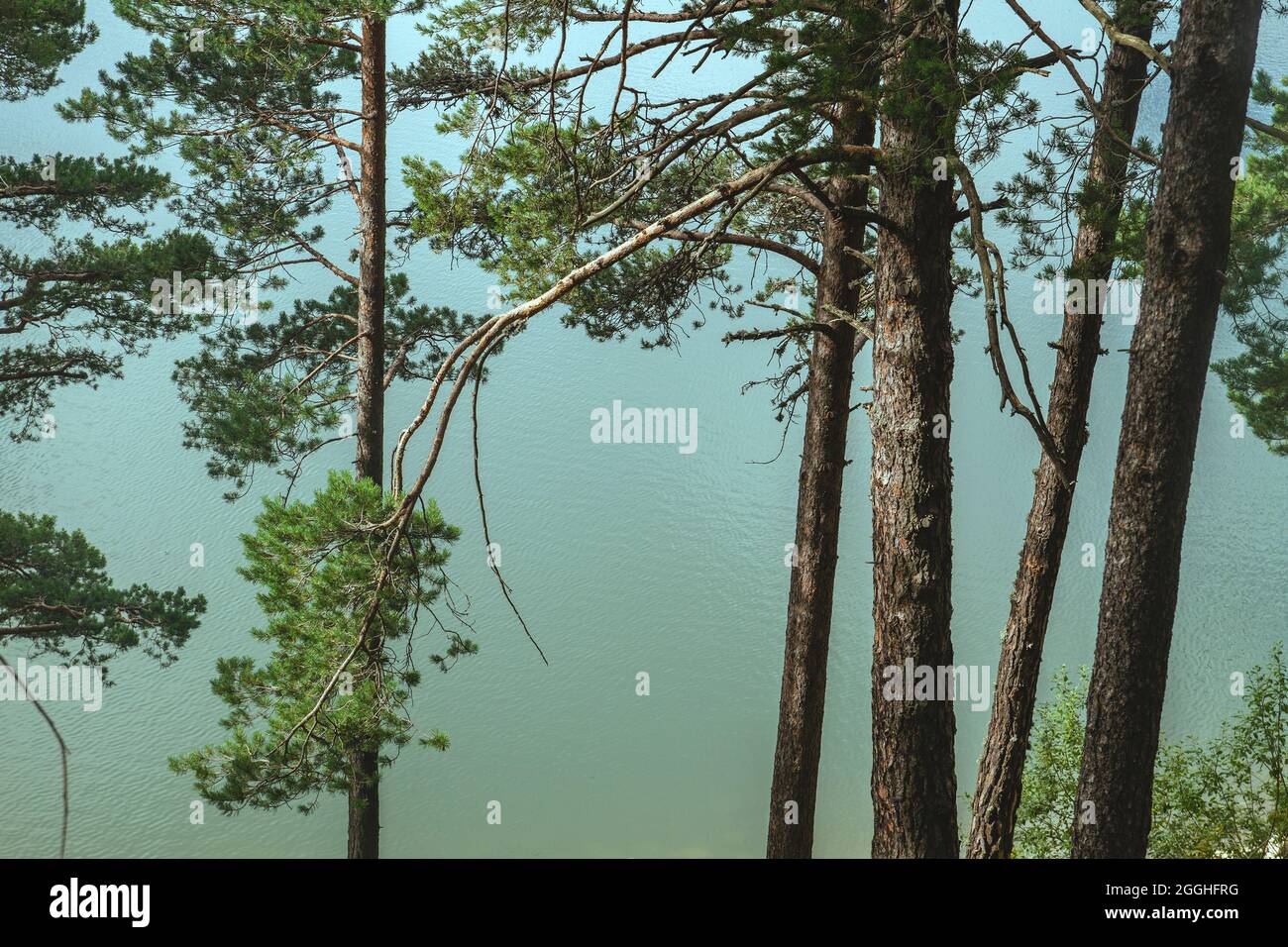 Pinus sylvestris ist als europäische rote Kiefern am Ufer eines Sees bekannt Stockfoto