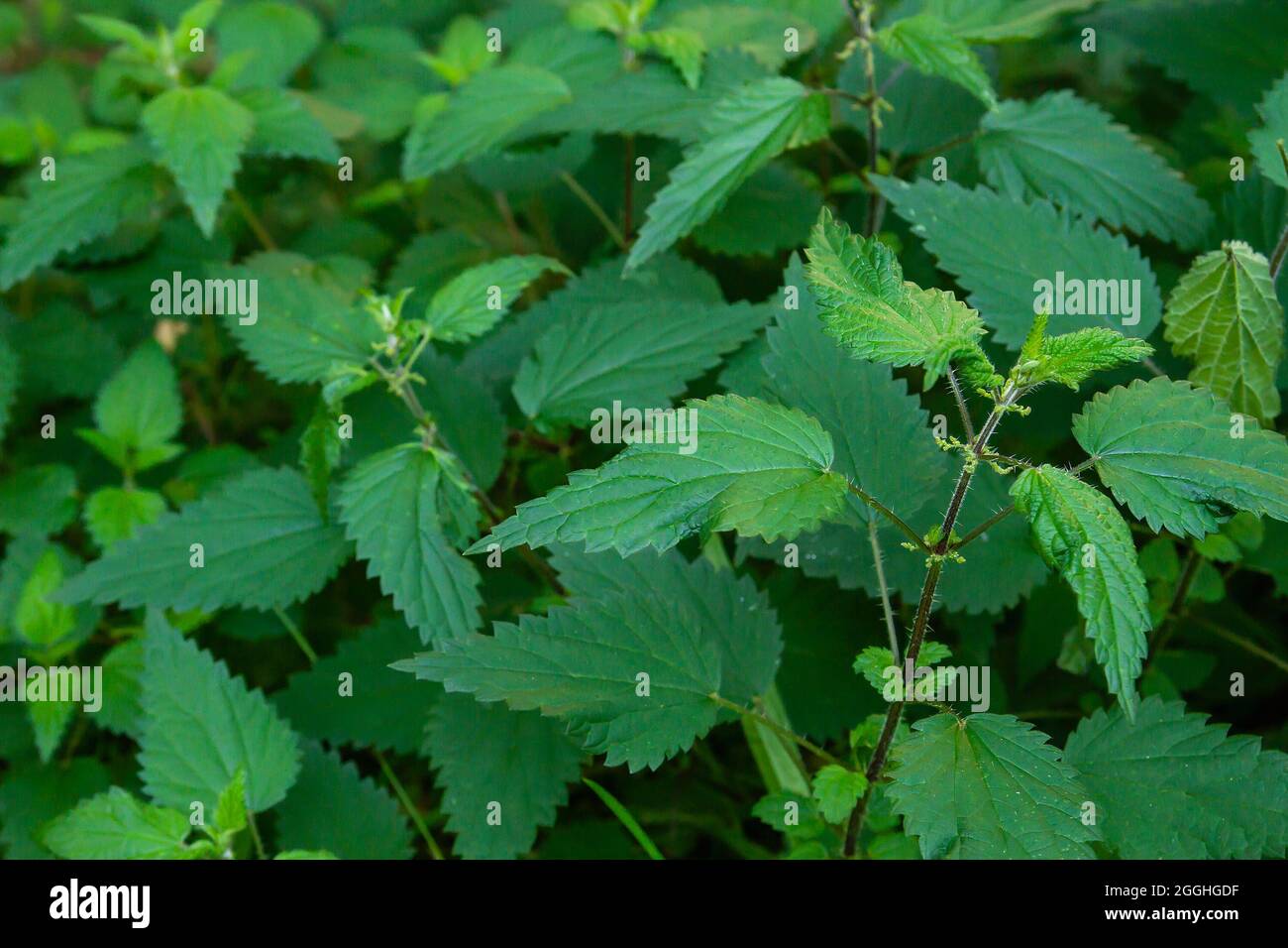 Urtica dioica brennen Unkraut grünen Blattpflanze wächst wild Stockfoto